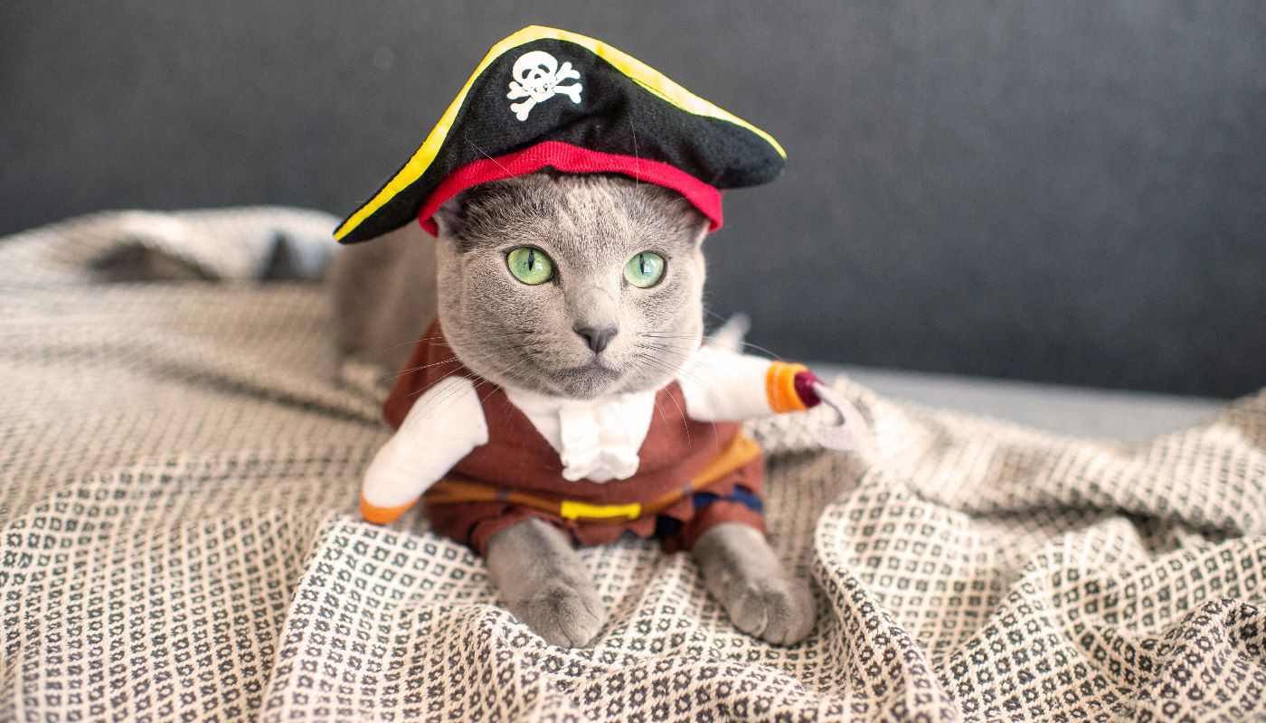 A cute grey cat wearing a pirate hat with a skull and crossbones for its Halloween costume.