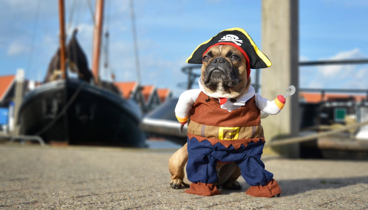 An adorable pug dog wearing a full pirate costume, complete with a hat and shirt, for Halloween.