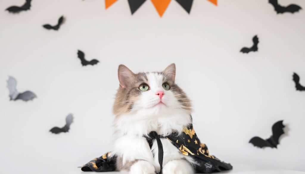 A fluffy cat wearing a black and gold Dracula cape, sitting under an orange and black Halloween banner.