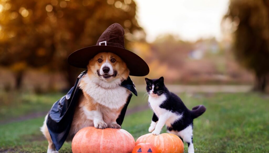 A corgi dog and a black cat, both wearing witch hats, posing with pumpkins in an autumn setting for Halloween.