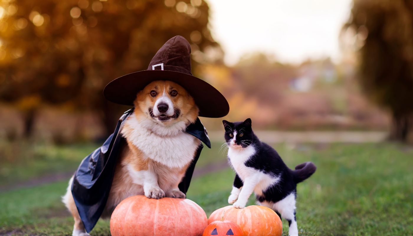 A corgi dog and a black cat, both wearing witch hats, posing with pumpkins in an autumn setting for Halloween.