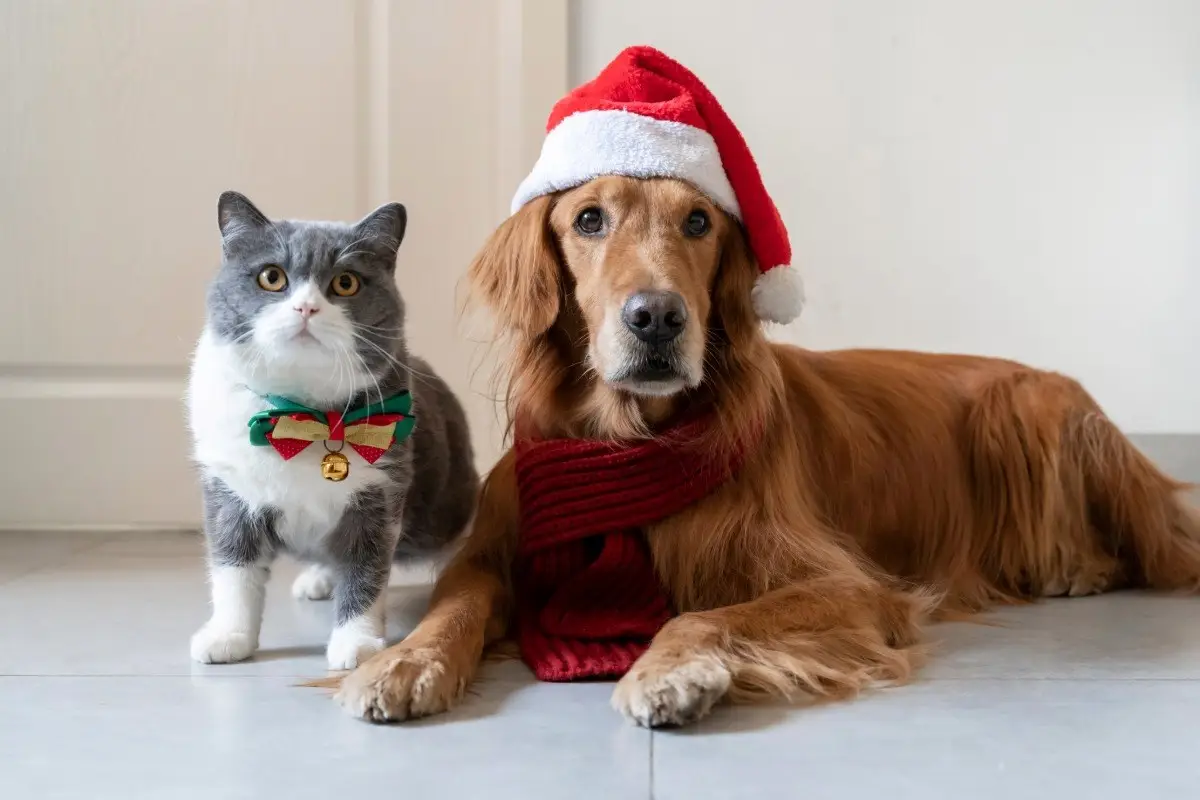 costumes for pet for any occasion
