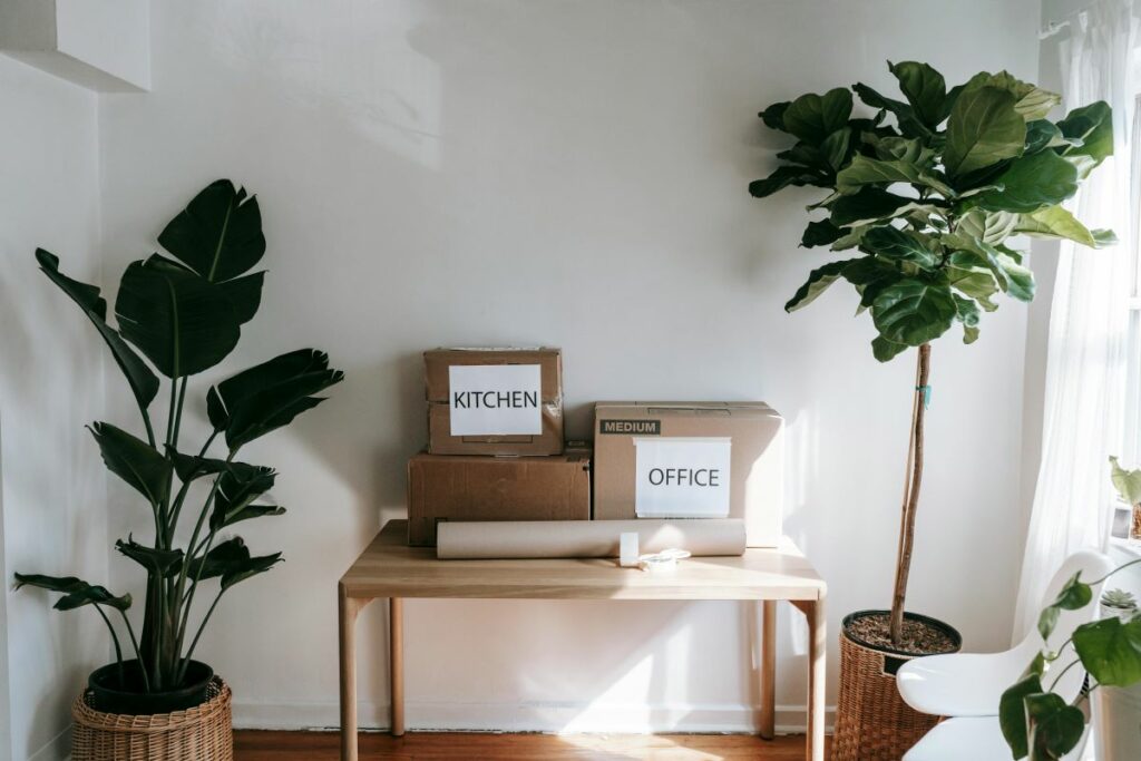 A minimalist entryway with a wooden bench, neatly labeled moving boxes, and a large fiddle-leaf fig plant.