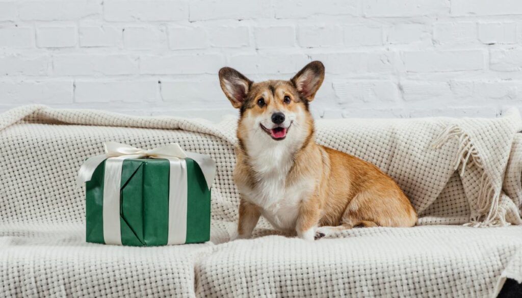 unique gifts for dog owners