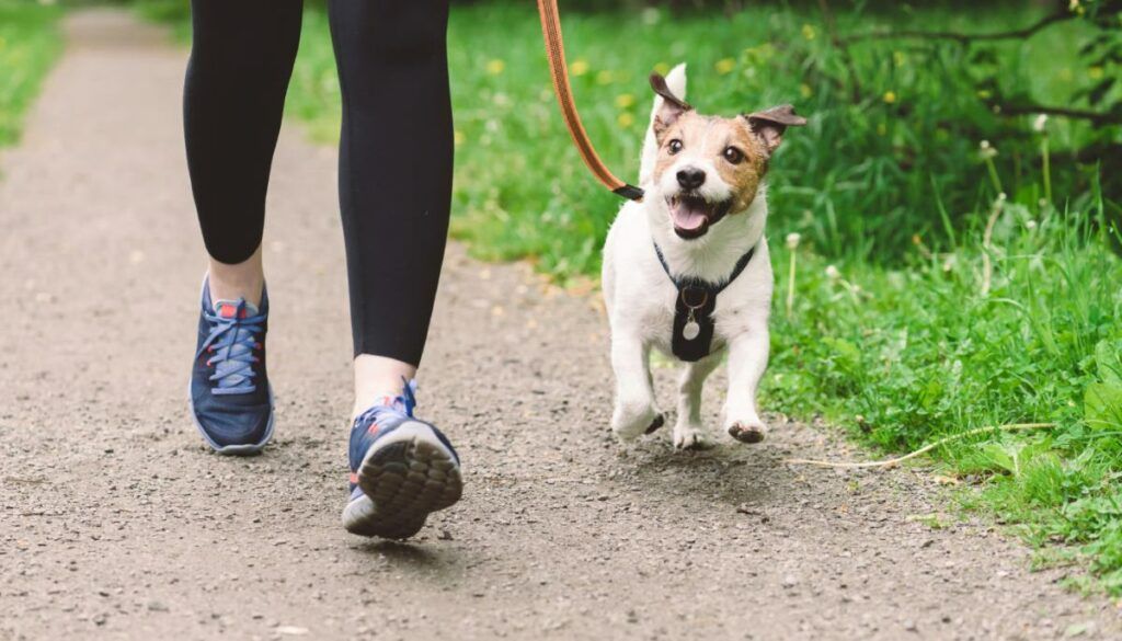 gifts for pet owners