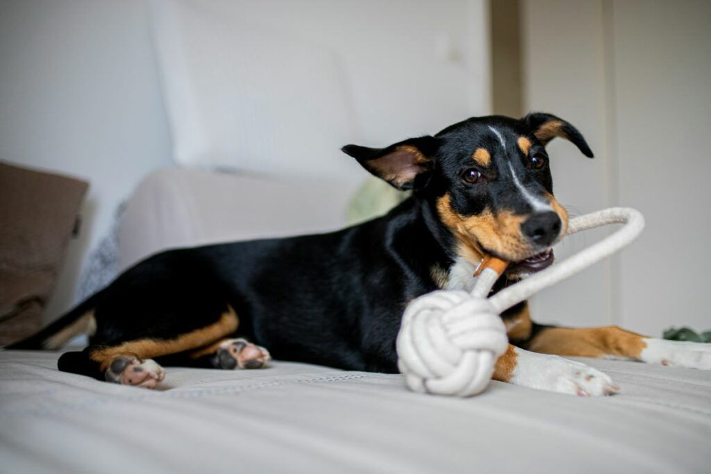 first-time dog owners gift