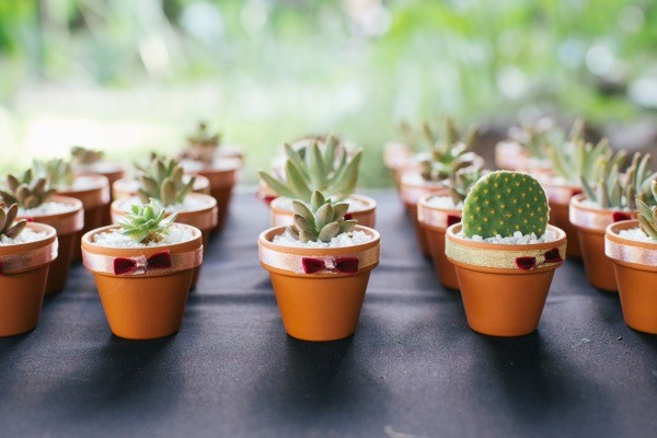 Rows of small potted succulents and cacti arranged as unique and creative birthday party favors for guests to take home.